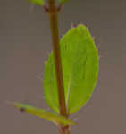 Fringed meadowbeauty